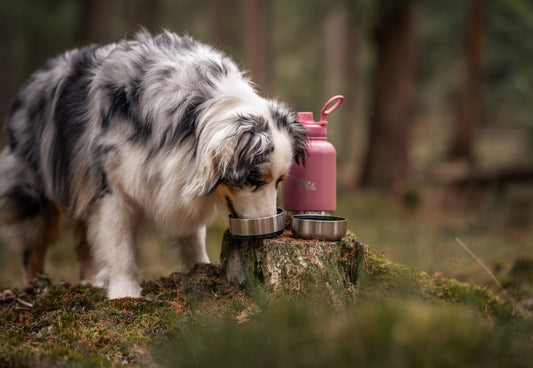 Hond met RVS drinkfles in het bos