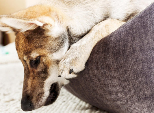 Waarom een orthopedisch hondenbed je hond echt helpt en meer is dan een luxe