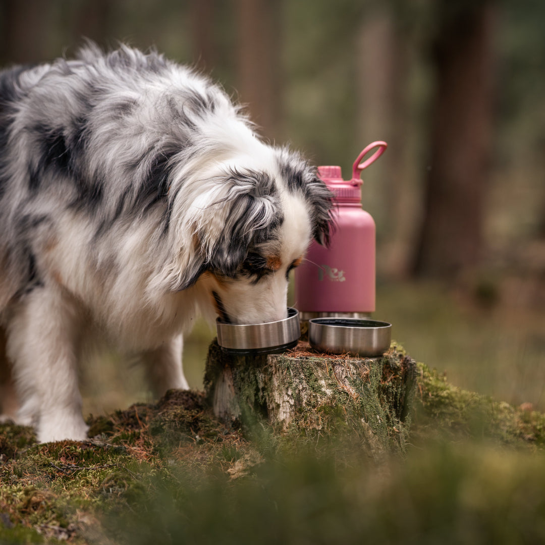 RVS FLES in het bos