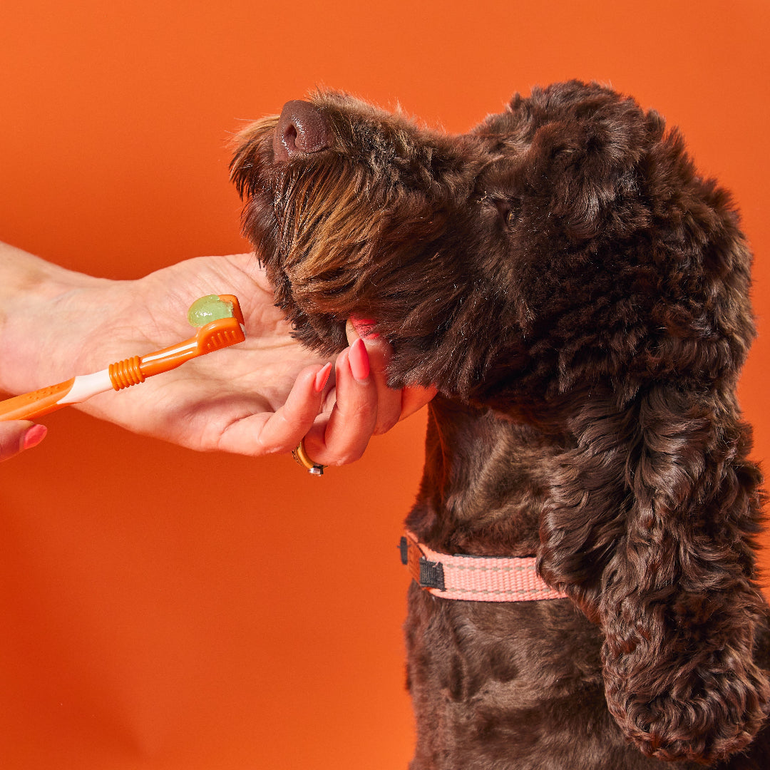 Verzorging voor honden, voor pootjes, tanden, vacht en gezondheid
