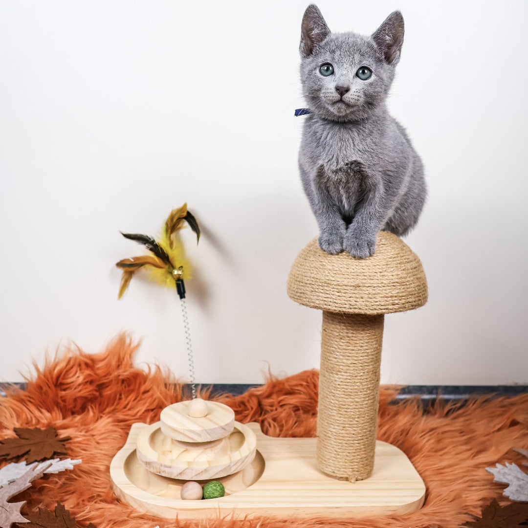 Bestsellers katten