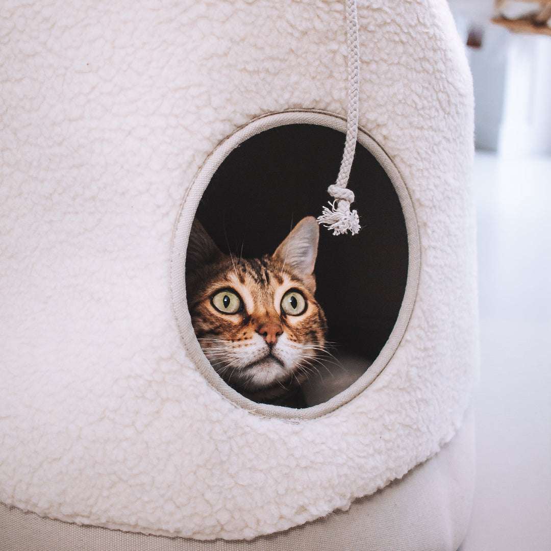 Alles voor katten