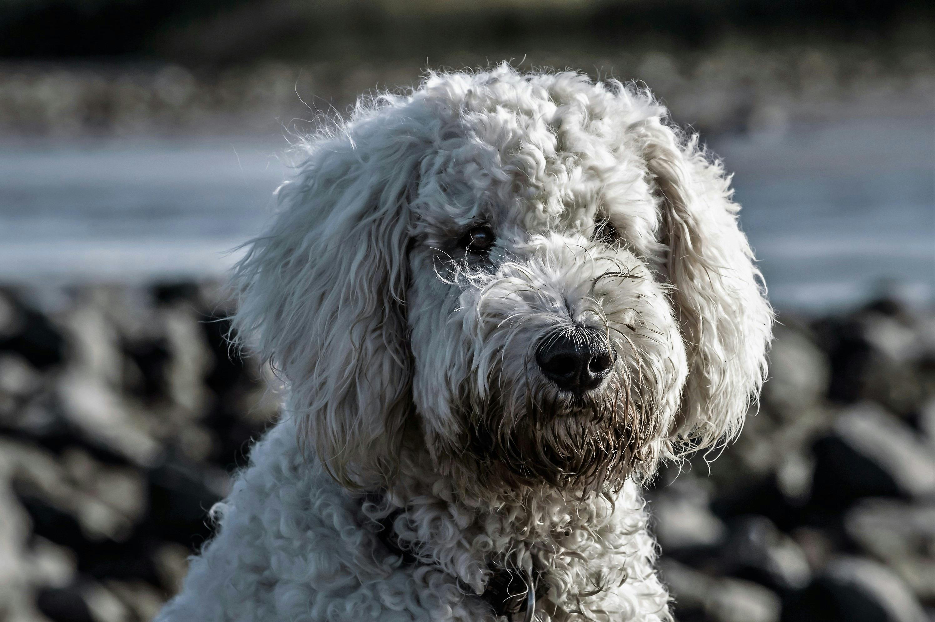 Alles voor honden