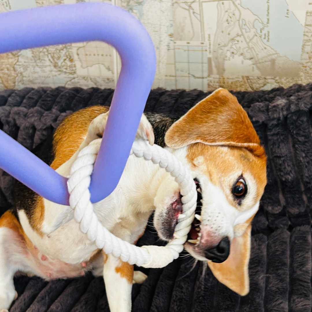 Beagle spelend met de paarse triangel. Spelende hond voor plezier en uitdaging. Natuurlijk rubber.