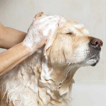 Bogacare clean & fresh foam vachtreiniger mousse voor honden labrador