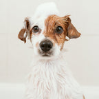 Bogacare clean & fresh foam vachtreiniger mousse voor honden