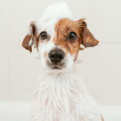 Bogacare clean & fresh foam vachtreiniger mousse voor honden