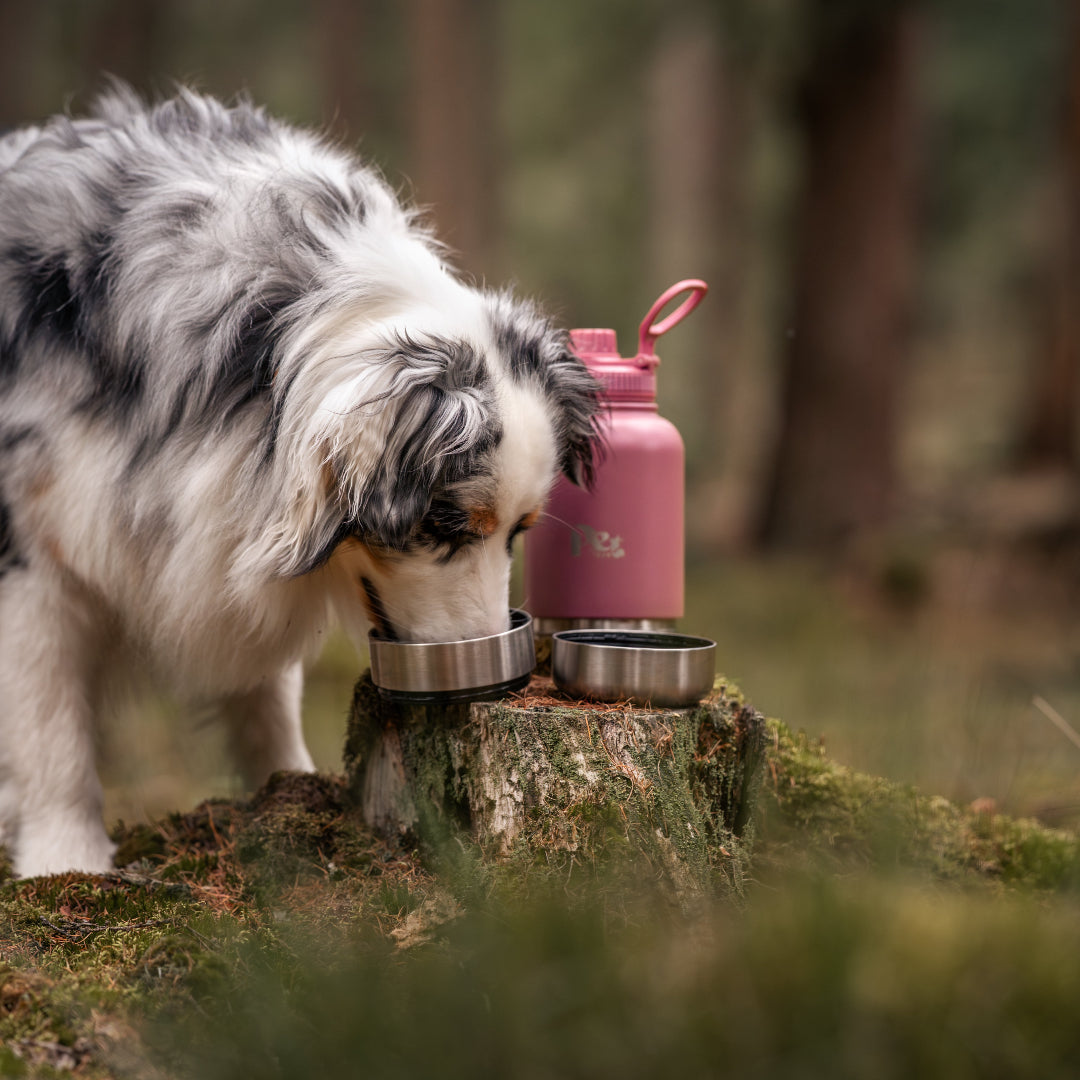 Bruin_RVS_honden_drinkfles_3-in-1_met_voer-_en_waterbakjes_1000_ml_in_ivoorwit_rookroze_saliegroen_en_zandbruin_wit