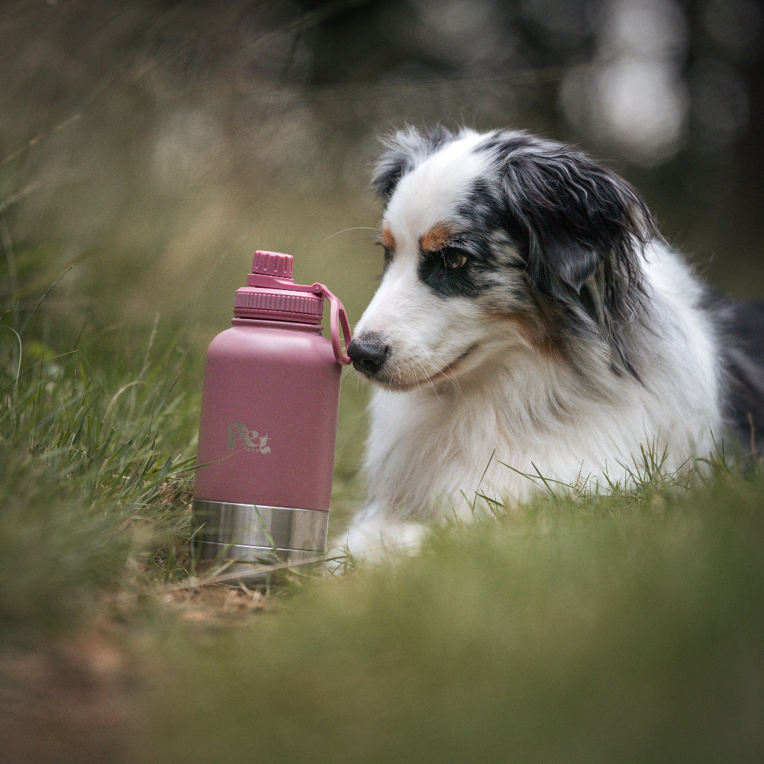 Bruin_RVS_honden_drinkfles_3-in-1_met_voer-_en_waterbakjes_1000_ml_in_ivoorwit_rookroze_saliegroen_en_zandbruin_wit
