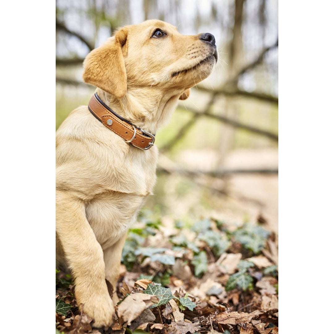 Cognackleurige leren hondenhalsband AMICI met dubbele D-ring