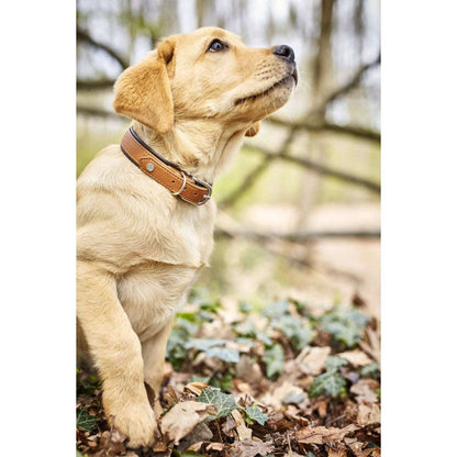 Cognackleurige leren hondenhalsband AMICI met dubbele D-ring