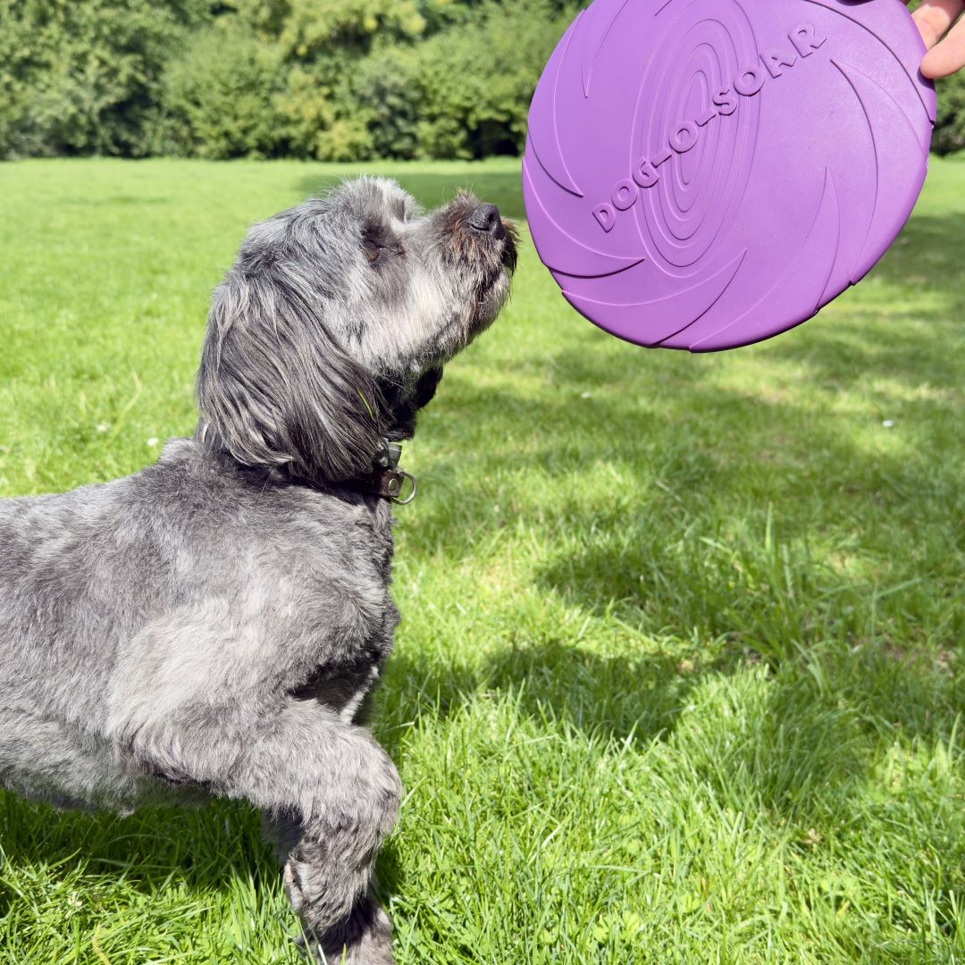 Dog-O-Soar hondenfrisbee van natuurlijk rubber in paars en geel, 22 cm pootje omhoog