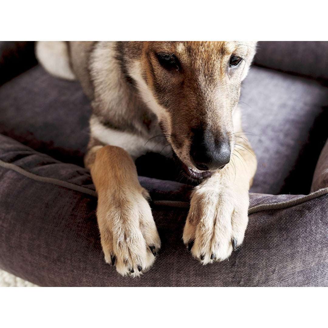 Gramietkleurig orthopedisch hondenbed GLAM van LABONI met velvet-look