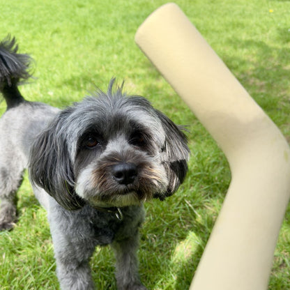 Hond-speelt-met-roze-blauwe-rode-paarse-beigeSpeeltak-van-natuurlijk-rubber-veilig-alternatief met hondje
