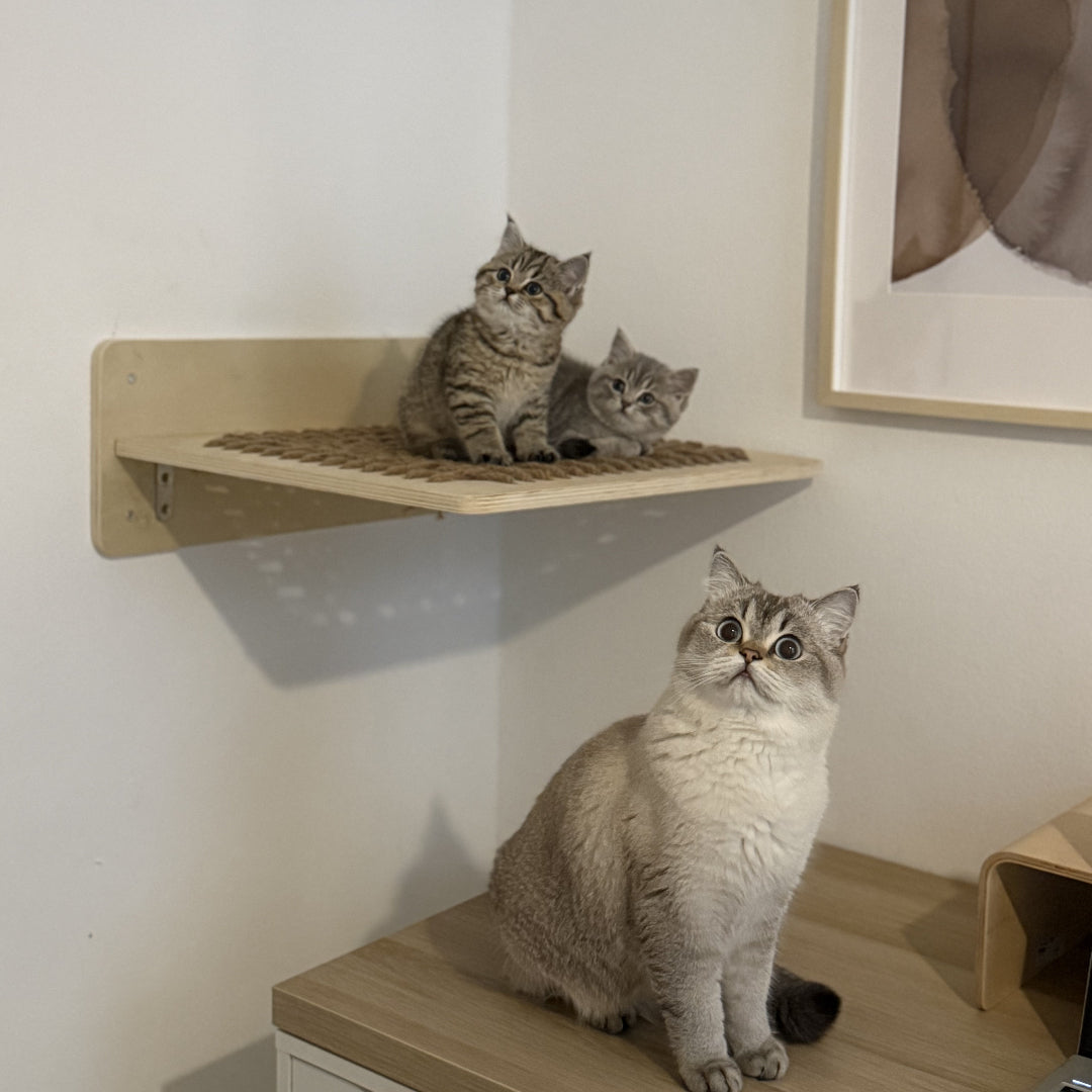 Kittens in katten hangmat van Pet Party