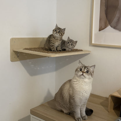 Kittens in katten hangmat van Pet Party