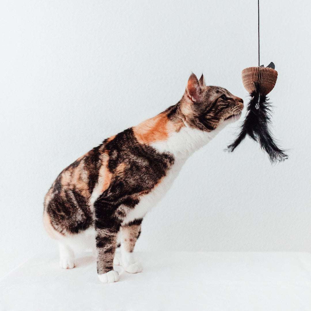 Kattenspeelgoed_veertje_en_vis_Pet_Party