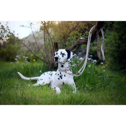 LABONI AMICI hondenhalsband van lichtgrijs nappaleer – handgemaakt en comfortabel voor dagelijks gebruik