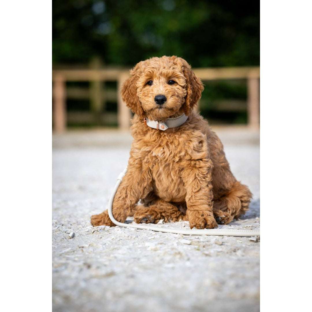 LABONI AMICI hondenhalsband van lichtgrijs nappaleer – handgemaakt en comfortabel voor dagelijks gebruik