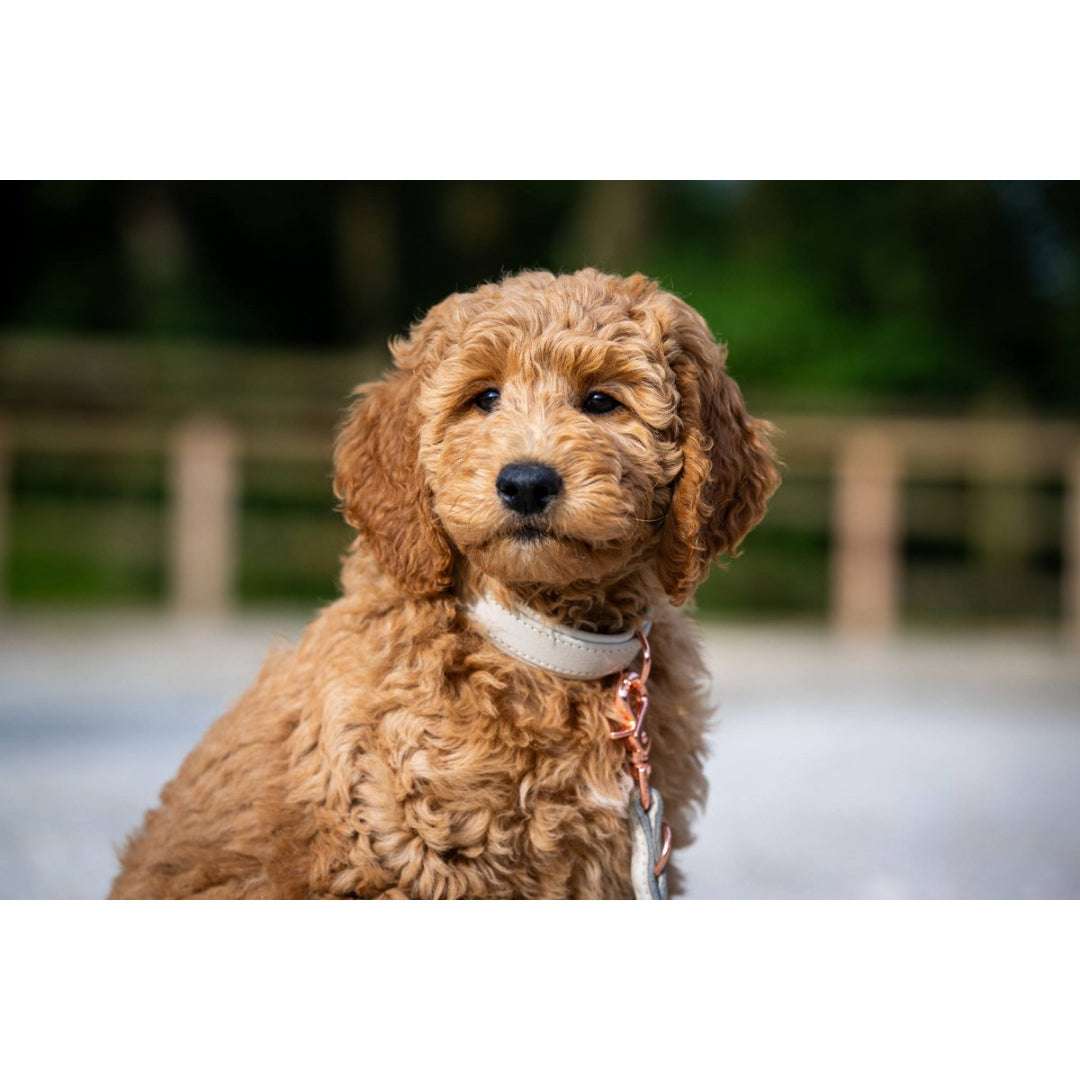 LABONI AMICI Hondenriem – Nappaleer – Grijs – Handgemaakt & Verstelbaar