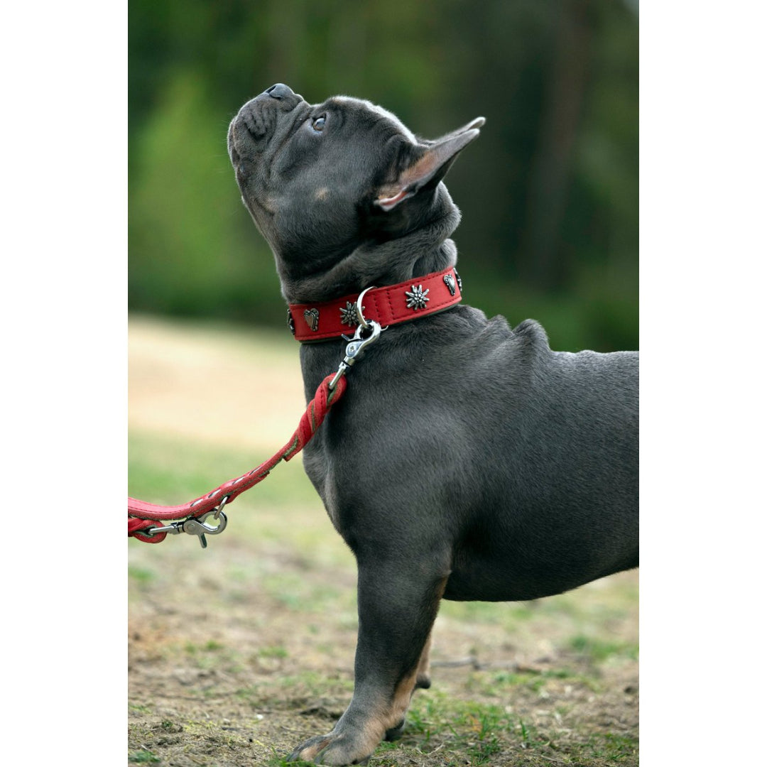 Luxe Edelweiss hondenriem van leer met handgevlochten details