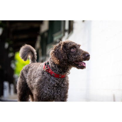 Luxe rode Edelweiss hondenhalsband van leer met Alpen-applicatie