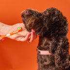  OurDogsLife dental kit voor honden – driekoppige borstel en tandpasta