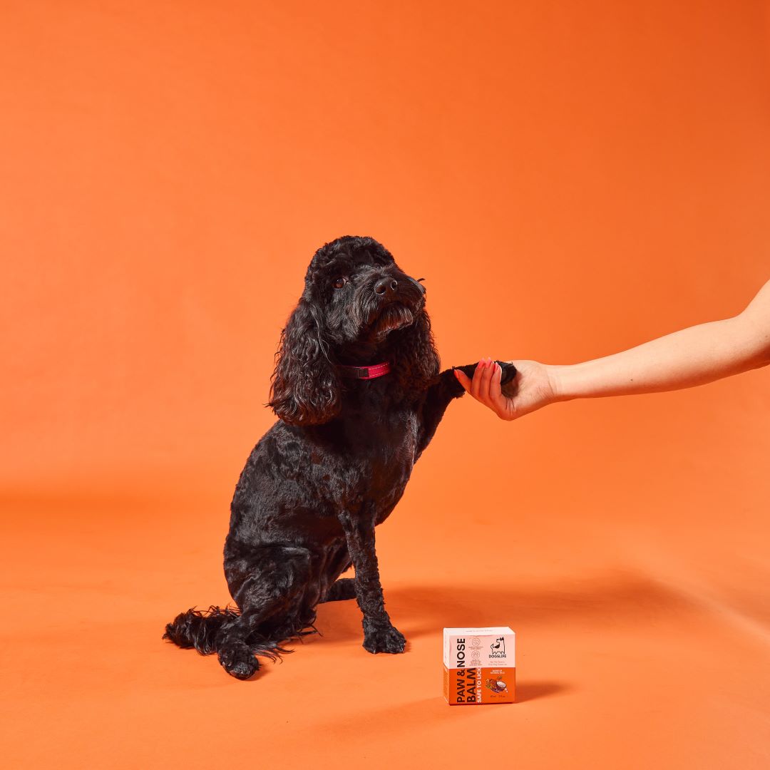 OurDogsLife paw & nose balm voor verzorging van hondenpoten en neus pootje