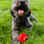 snackbal van natuurlijk rubber met opening voor snacks. uitdaging voor de hond. mentaal spel.