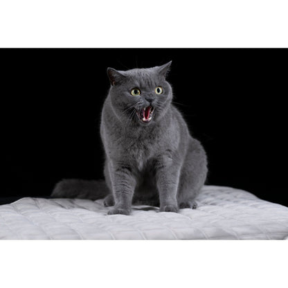 Taupekleurige fluwelen LABONI hondendeken – waterafstotend en duurzaam