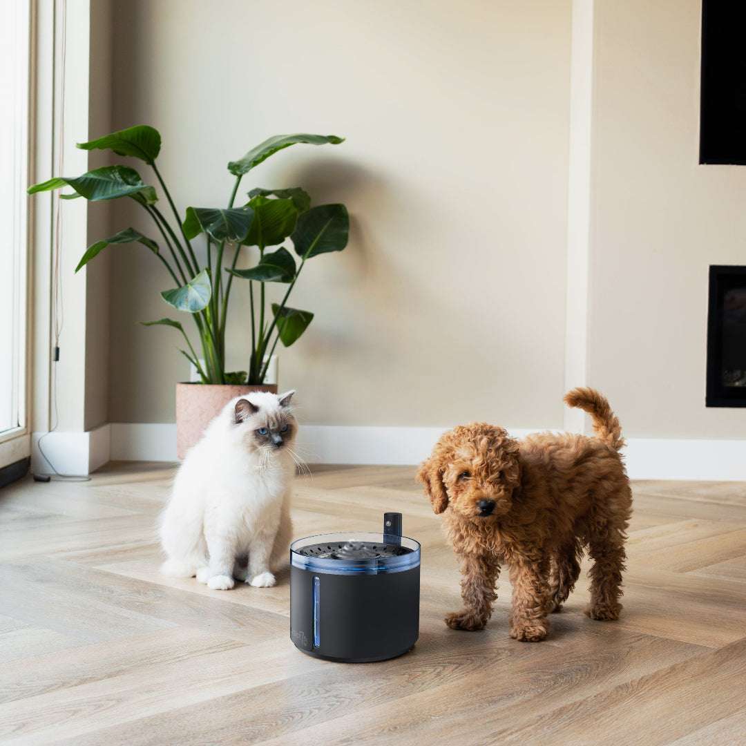 Flow waterfontein hond & kat