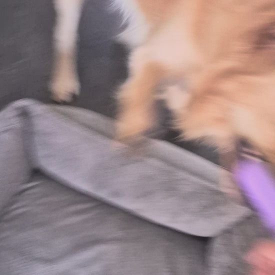 Hond speelt met speeltak Pet Party