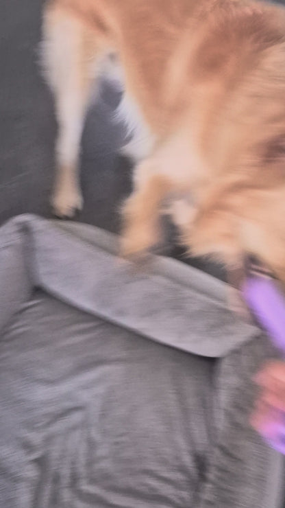 Hond speelt met speeltak Pet Party