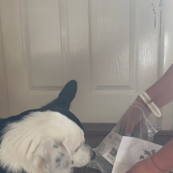 Snack & Snuffel bal Pet Party