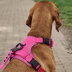 Pet Party Walk Set, roze voor stijlvolle wandelingen.