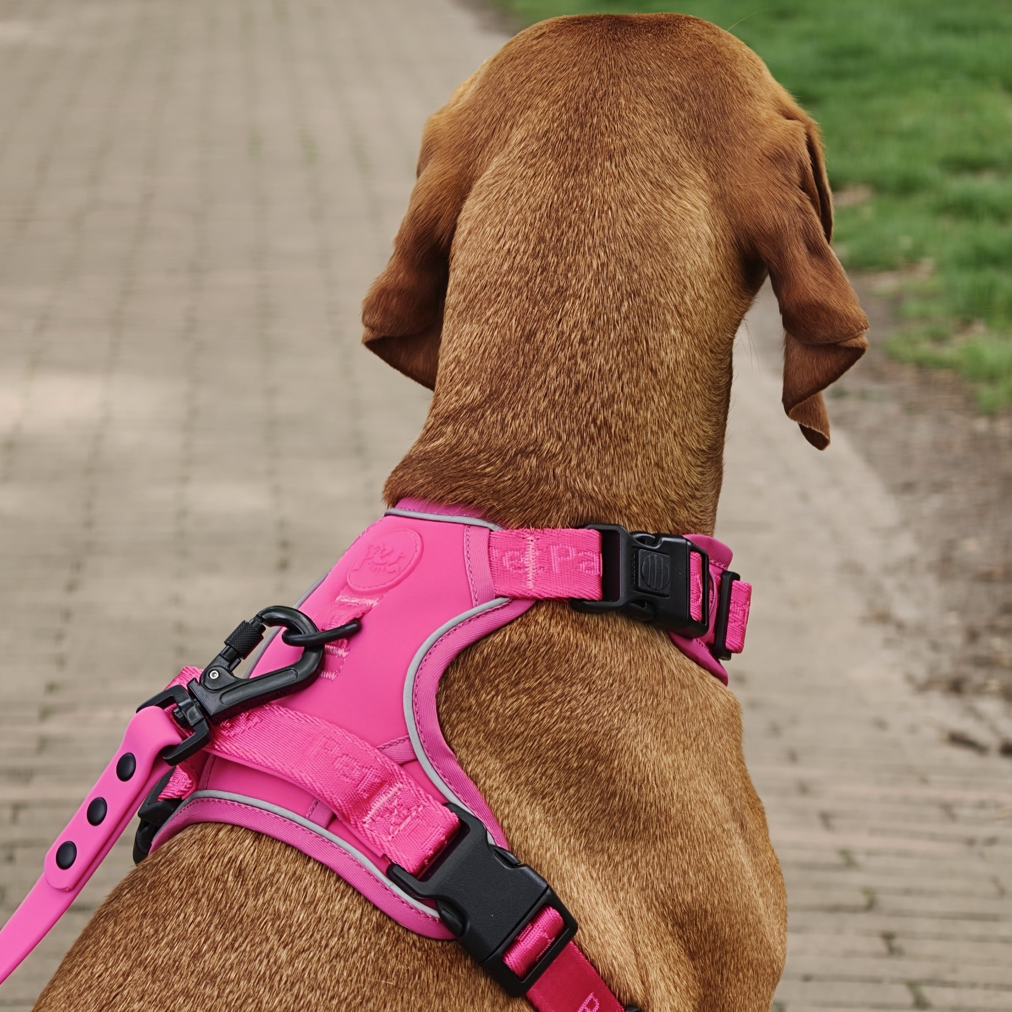 Pet Party Walk Set, roze voor stijlvolle wandelingen.